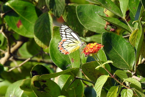 Jezebel comune — foto 5 di 8