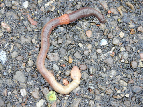 Lombrico comune — Bild 3