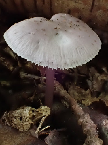 Casco di ravanello comune — foto 5 di 12