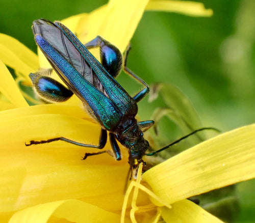 Scarabeo comune dalle corna lunghe — Bild 5