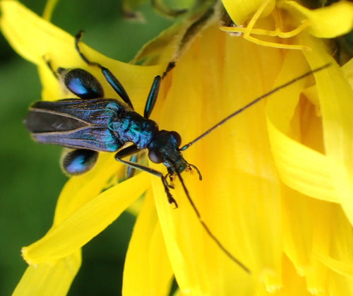 Scarabeo comune dalle corna lunghe — Bild 3