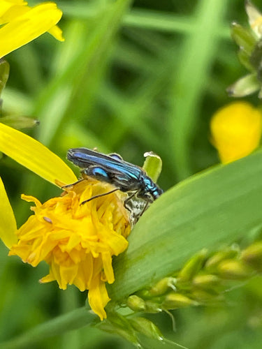 Scarabeo comune dalle corna lunghe — Bild 4
