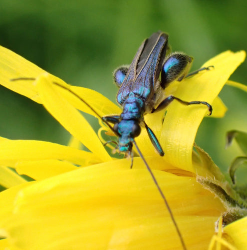 Scarabeo comune dalle corna lunghe — Bild 2