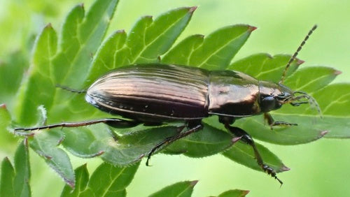 Scarabeo solare comune — Bild 4