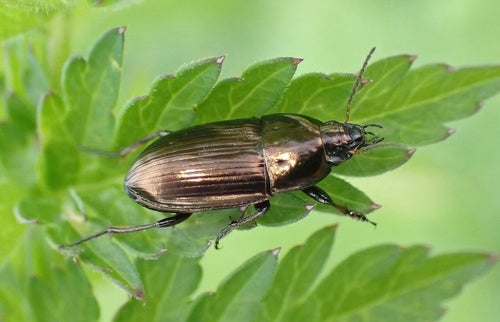 Scarabeo solare comune — Bild 3