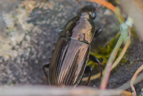 Scarabeo solare comune — Bild 5
