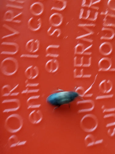 Scarabeo comune della pancetta — Bild 2