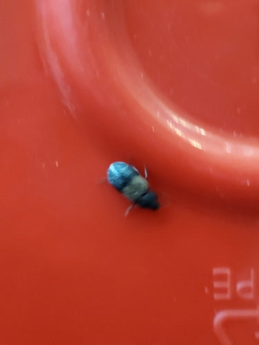 Scarabeo comune della pancetta — Bild 3