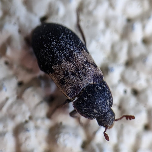 Scarabeo comune della pancetta — Bild 5