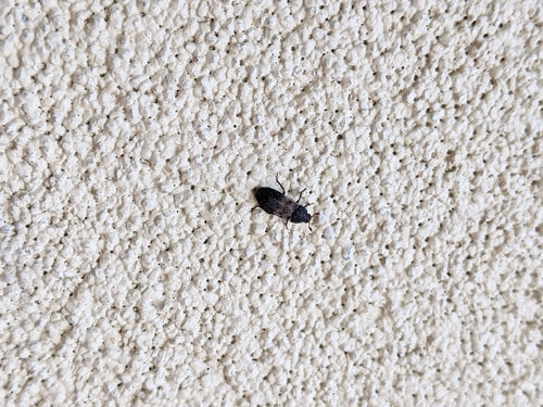 Scarabeo comune della pancetta — Bild 4