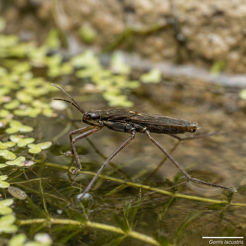 Strider acquatico comune