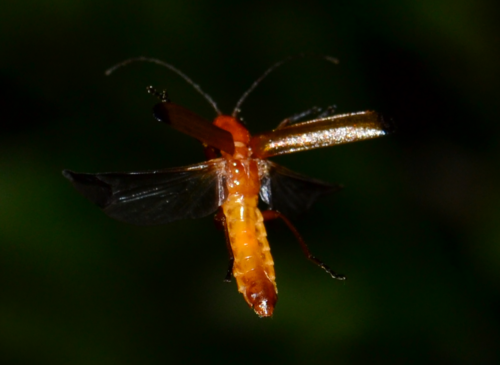 Scarabeo molle comune — Bild 3
