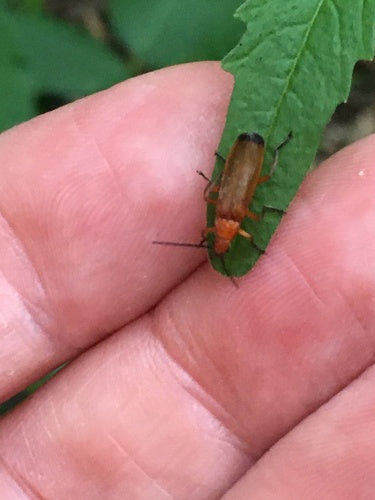 Scarabeo molle comune — Bild 5