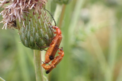 Scarabeo molle comune — Bild 2