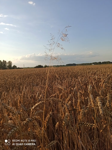 Pala del vento comune — foto 3 di 9