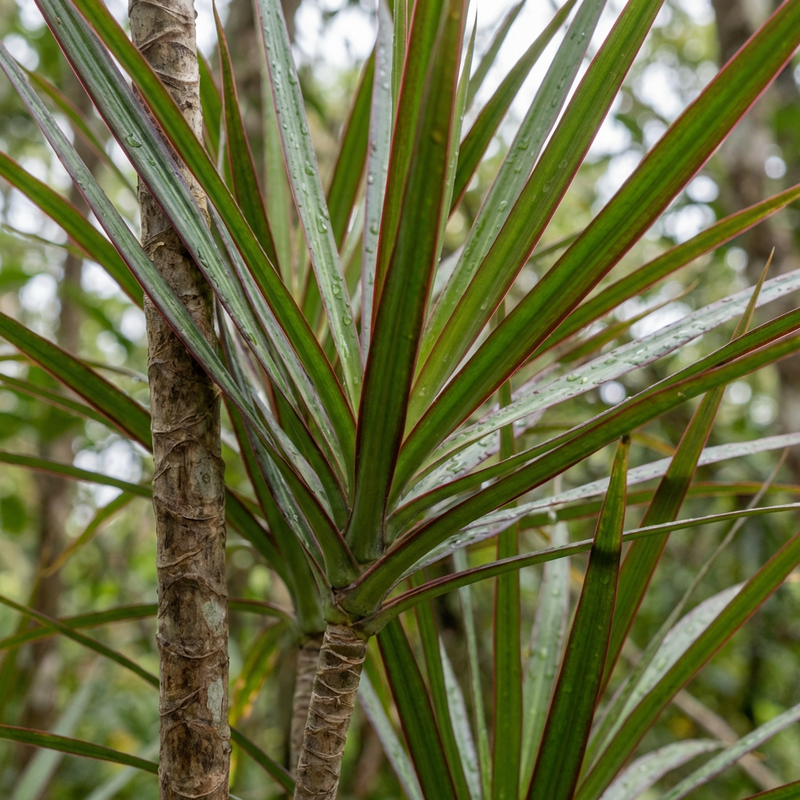 Albero del drago bordato
