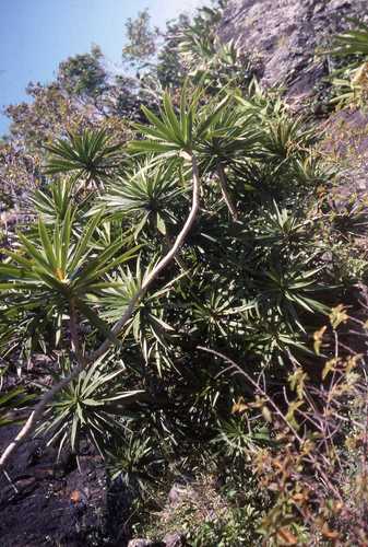 Albero del drago bordato — Bild 3