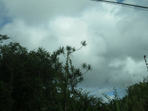 Albero del drago bordato — Bild 2
