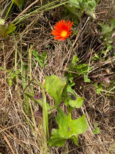 Gerbere — Bild 4