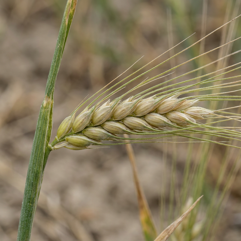 orzo