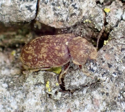 Scarabeo roditore pezzato (orologio della morte) — Bild 3