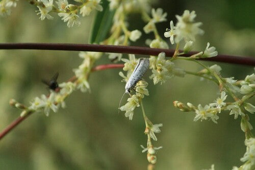 Falene web — Bild 2