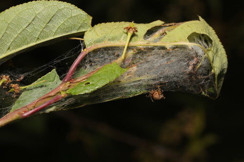 Falene web — Bild 3