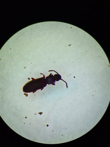Scarabeo piatto di cereali — Bild 2