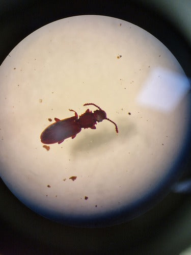 Scarabeo piatto di cereali — Bild 3