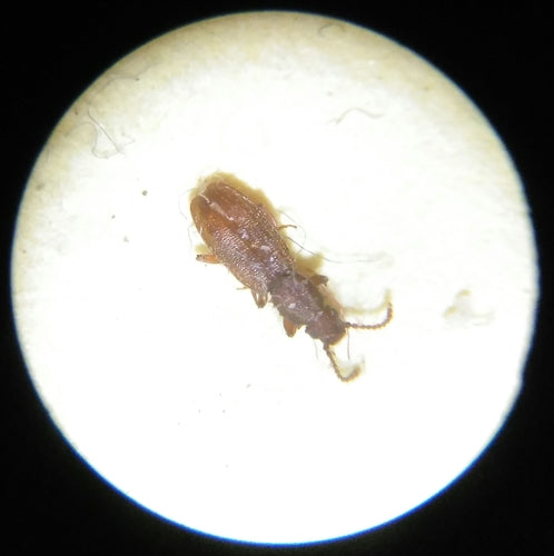 Scarabeo piatto di cereali — Bild 3