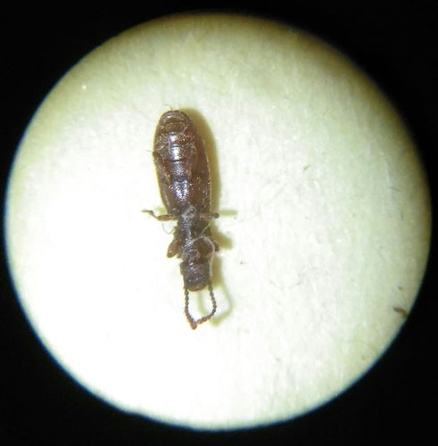 Scarabeo piatto di cereali — Bild 4