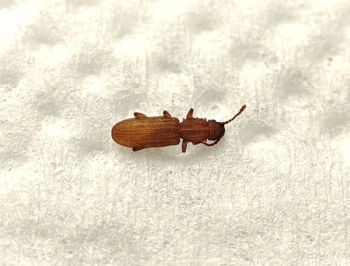 Scarabeo piatto di cereali — Bild 5