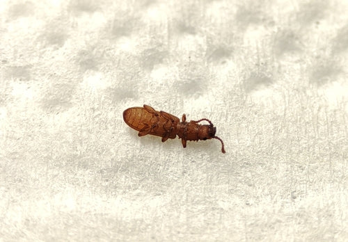 Scarabeo piatto di cereali — Bild 4