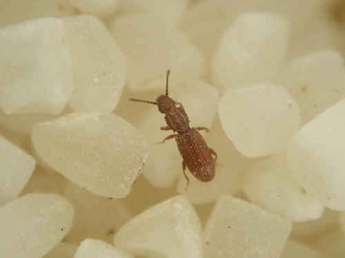 Scarabeo piatto di cereali — Bild 1