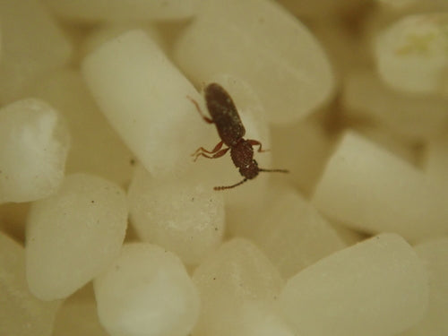 Scarabeo piatto di cereali — Bild 2