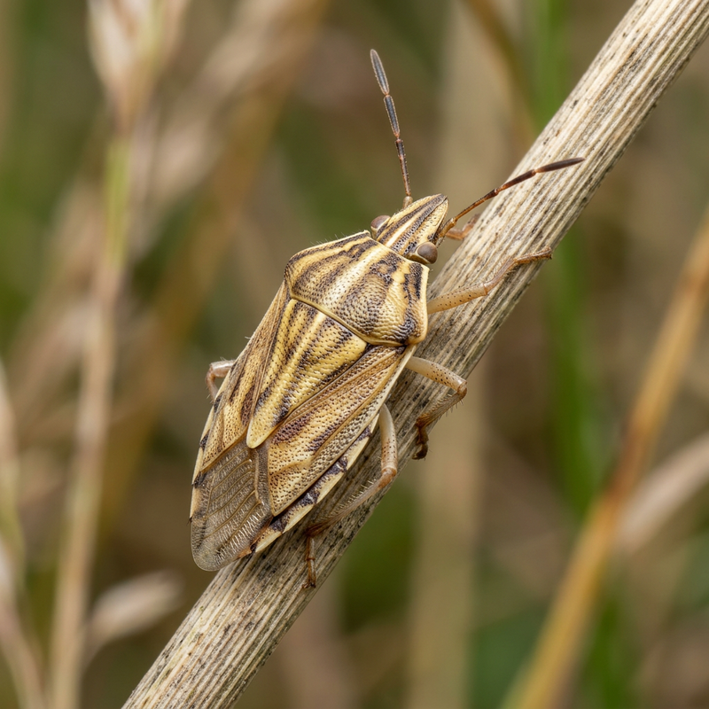 Insetto del grano