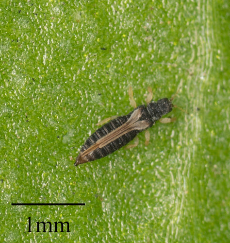 Tripidi in serra — Bild 4