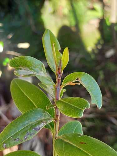 Tripidi in serra — Bild 1