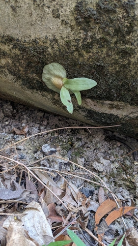 Felce di cervo — Bild 1