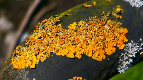 Lichene giallo comune — Bild 2