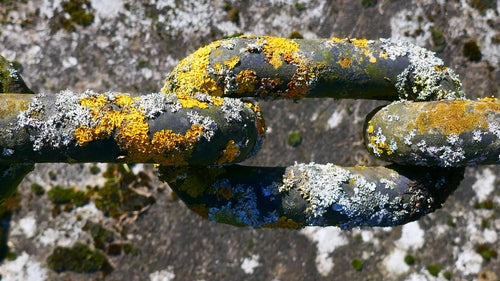 Lichene giallo comune — Bild 3