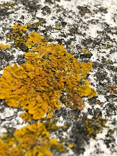 Lichene giallo comune — Bild 4