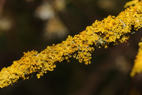 Lichene giallo comune — Bild 5