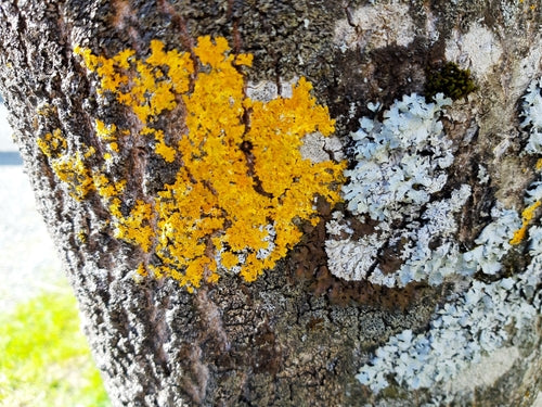 Lichene giallo comune — Bild 1