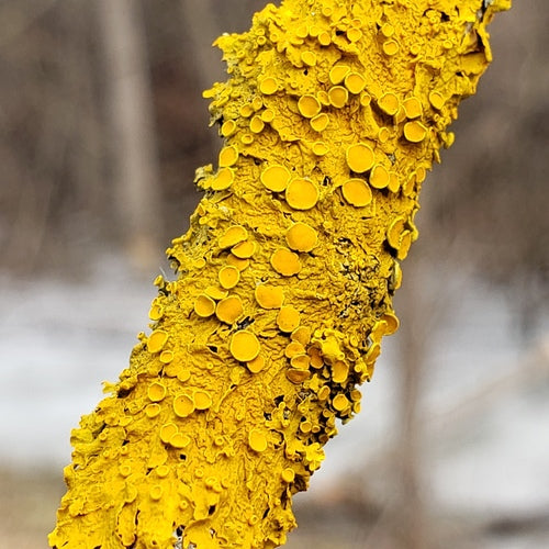 Lichene giallo comune — Bild 4