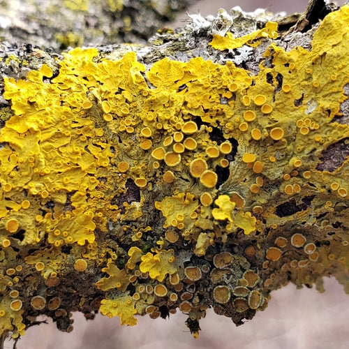 Lichene giallo comune — Bild 3