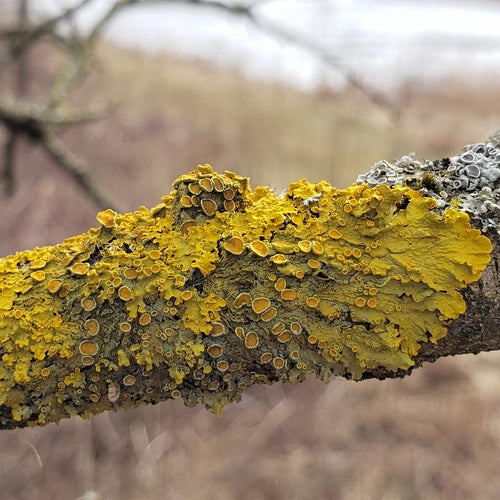Lichene giallo comune — Bild 2