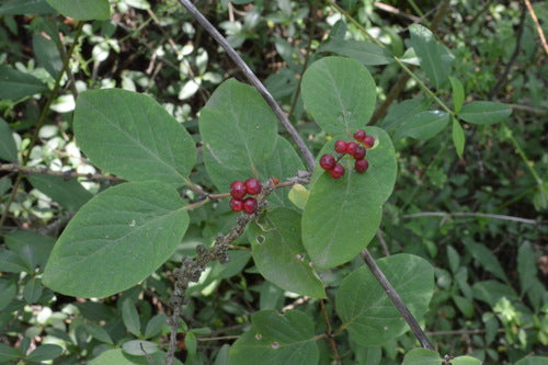 Caprifoglio comune — Bild 2