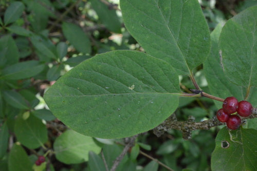 Caprifoglio comune — Bild 3