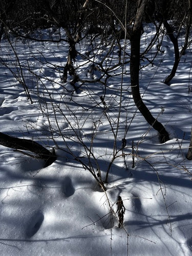 Caprifoglio comune — Bild 5